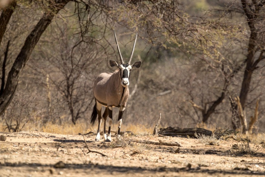 Omaruru Game Lodge: Lodge in Omaruru