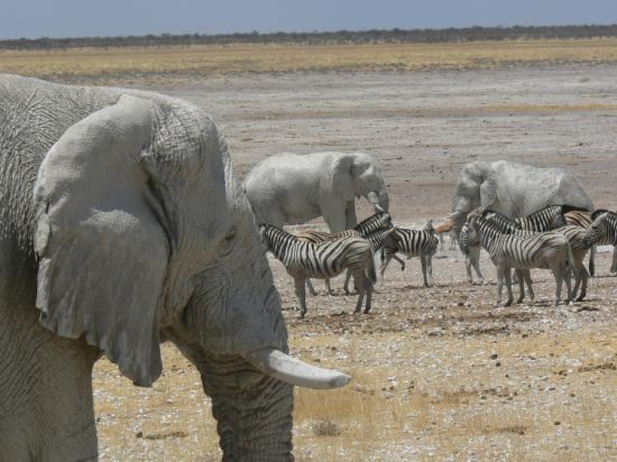 Karibu Safari Namibia: Tour Operator in Windhoek North East, Windhoek ...