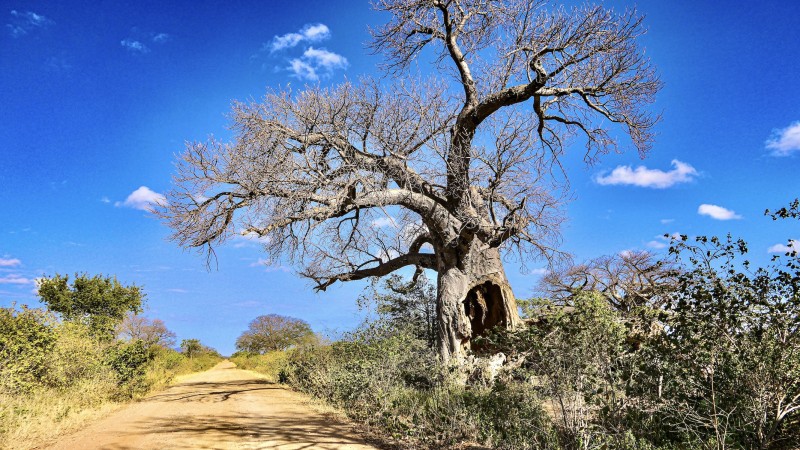 Mana Pools