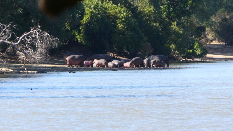 Mana Pools