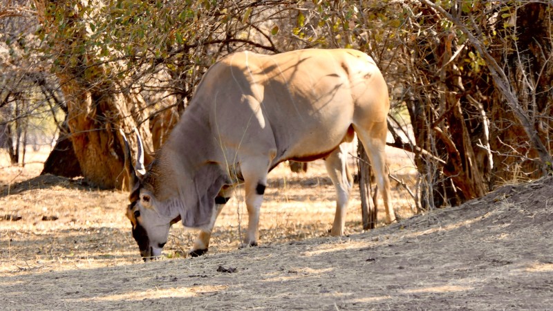 Mana Pools