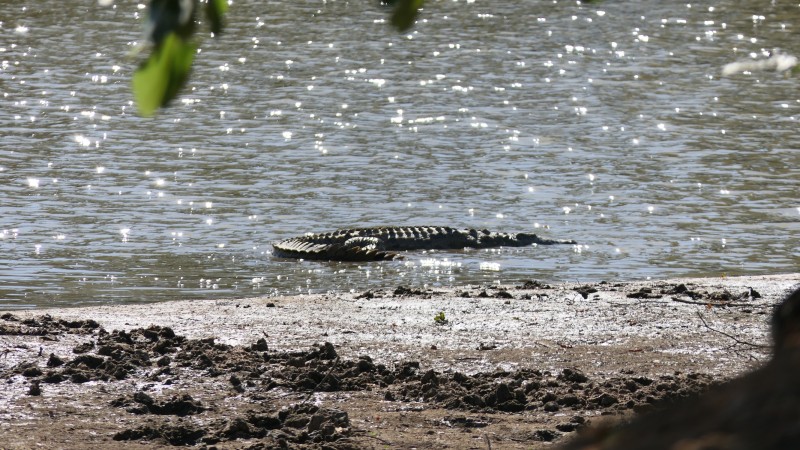 Mana Pools