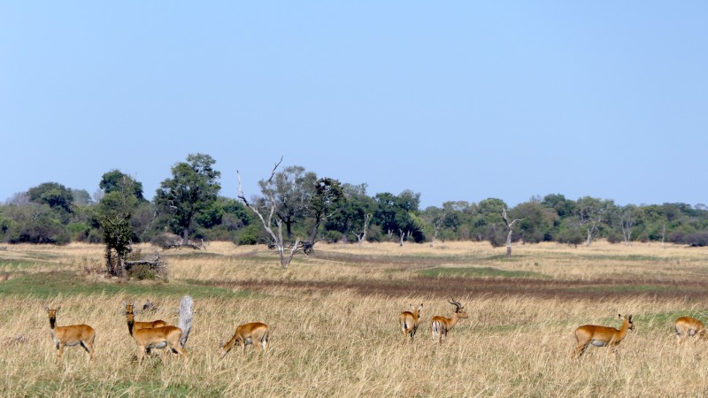 Kafue