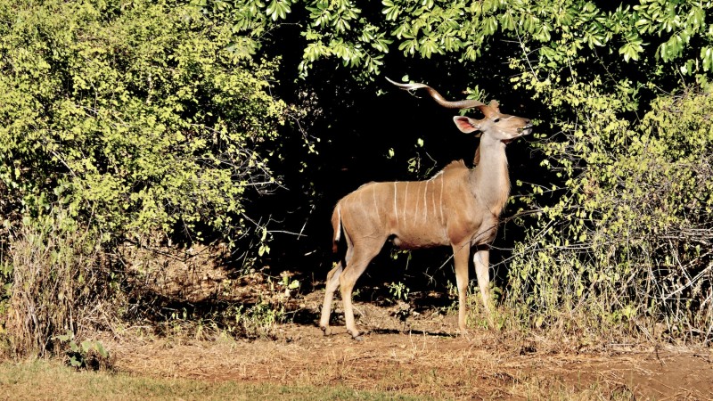 Lower Zambezi