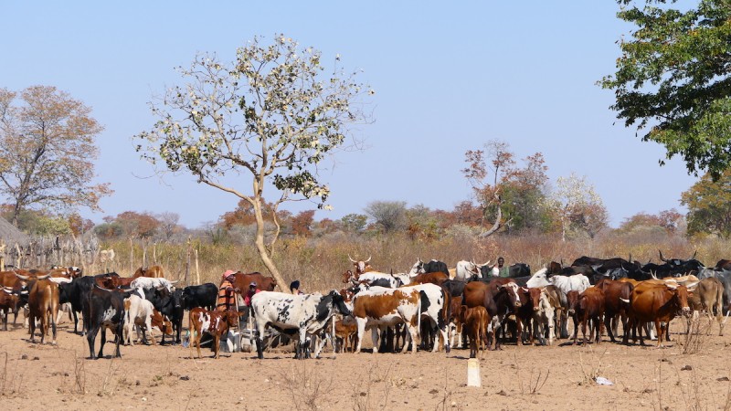 Okavango West