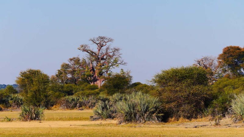 Okavango Panhandle