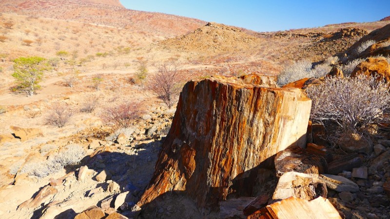 Petrified Forest