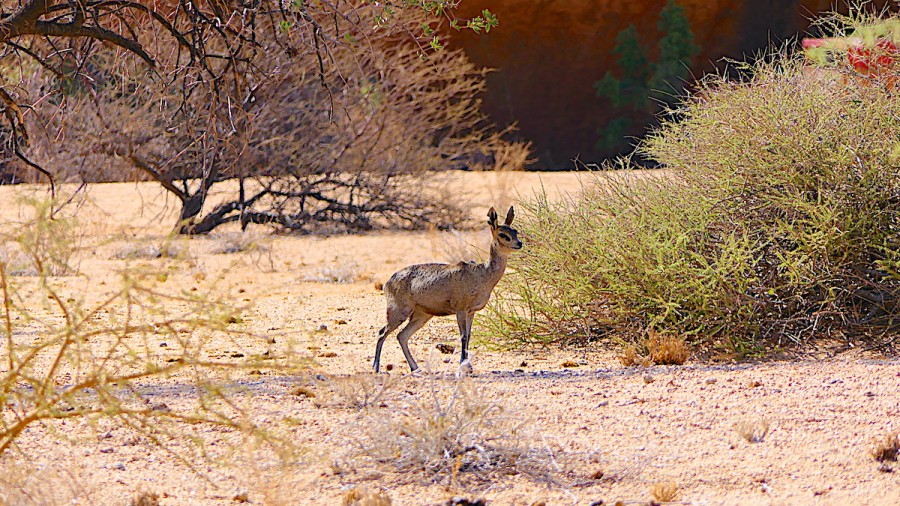 Wheretostay Namibia: Travel Planner & Routes into Namibia